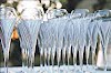 Flute champagne